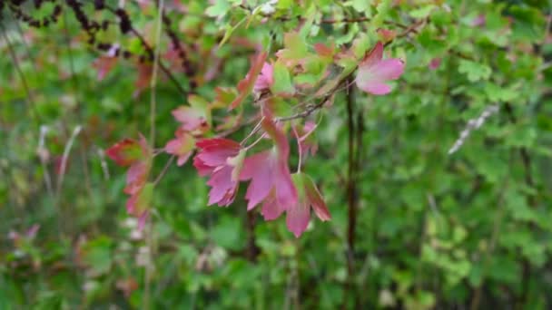 Sonbaharda rüzgarda böğürtlensiz kırmızı yapraklı bir bektaşi üzümü dalı. Statik kameralı bir video. — Stok video
