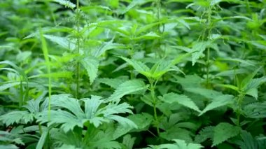 Rüzgarda sallanan genç bir ısırgan otu. Görüntülü sabit kamera.