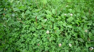 Trifolium pişmanlığı, yaz aylarında tarlada pembe yonca, panorama videosu, hareket kamerası..