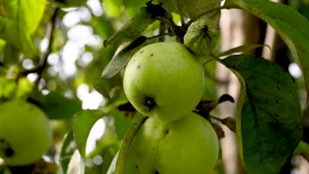 Zielone dojrzałe jabłka jesienią na gałęzi drzewa. Żniwa owoców. Zamknij drzwi. Ruch na wietrze. Filmik. — Wideo stockowe