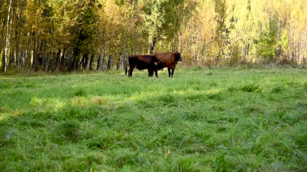 Uma vaca e um bezerro pastam num prado verde. Vídeo câmera estática. — Vídeo de Stock