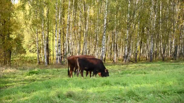 Egy tehén és egy borjú legelnek a zöld mezőn. Videokamera statikus. — Stock videók