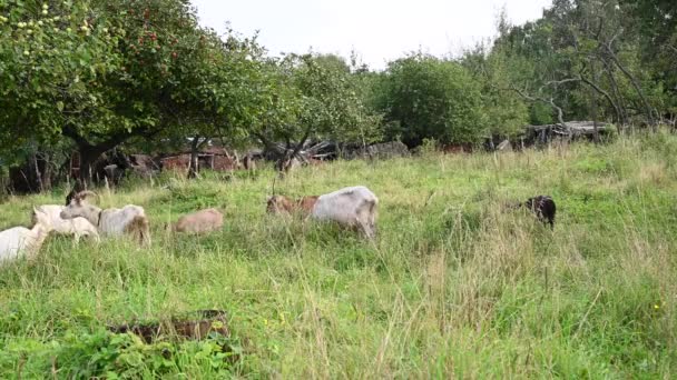 Geitenhoeden grazen in de oude appelboomtuin eten gras en appels. Landelijk landschap.. Video met een statische camera. — Stockvideo