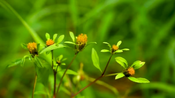 比登斯三角在绿草的背景上。药用植物。静态摄像机视频，风向. — 图库视频影像
