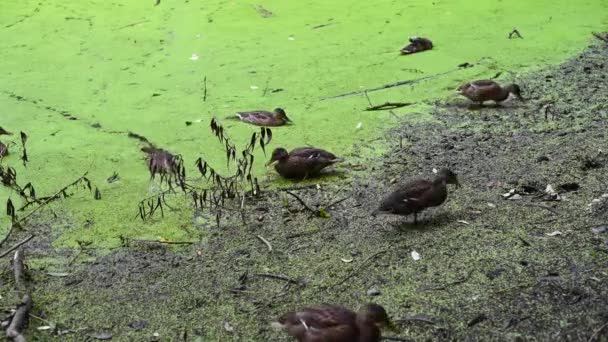 Los patos salvajes nadan en la orilla del estanque y comen comida. Estanque pantanoso con hierba de pato. — Vídeo de stock