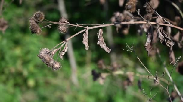 Épines de bardane sèches en automne. Mouvement de caméra panoramique. Vidéo. — Video