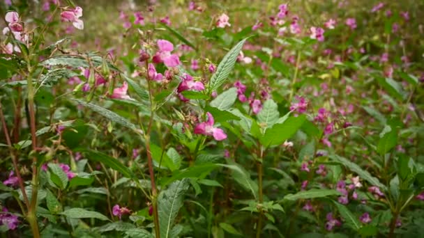 Impatiens glandulifera fiore al vento. Panorama video da vicino. — Video Stock