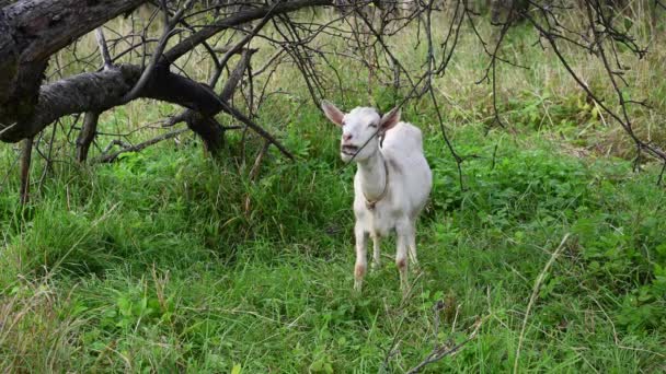 Os pastos de cabra brancos no velho jardim de macieira comem grama e maçãs. A coçar o corpo dele. Paisagem rural. Vídeo com uma câmera estática. — Vídeo de Stock