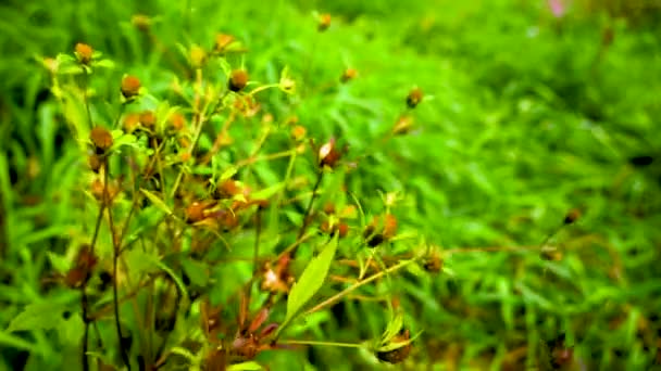 Bidens tripartita a zöld fű háttér. Gyógynövény. Statikus videokamera, szélmozgás. — Stock videók