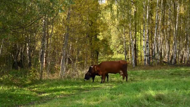 En ko och en kalv betar på en grön äng. Videokamera. — Stockvideo