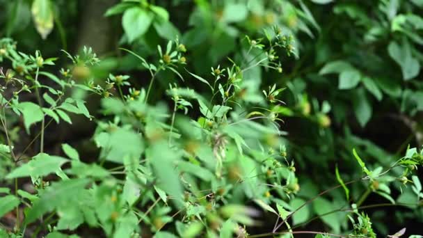 Bidens tripartita sur le fond forestier. Plante médicinale. Caméra statique vidéo, mouvement du vent. — Video