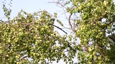 Eski bir bahçede, yeşil elma mavisi arka planı olan bir elma ağacı. Kuru dallar, bir sürü meyve. Panorama videosu