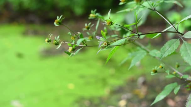 Bidens tripartita auf dem Hintergrund eines Teiches mit Wasserlinsen. Heilpflanze. Statisches Kameravideo, Windbewegung. — Stockvideo