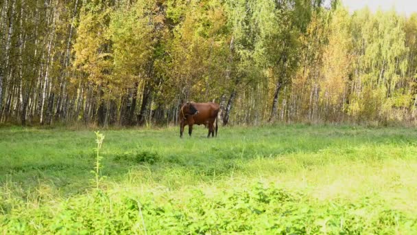 Корова пасется на лугу. Ранняя осень. Статическая видеокамера. — стоковое видео