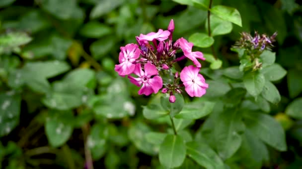 Розовые цветки флокса, растущие в клумбе. Полемониевые. Видео статическая камера, движение на ветру. — стоковое видео