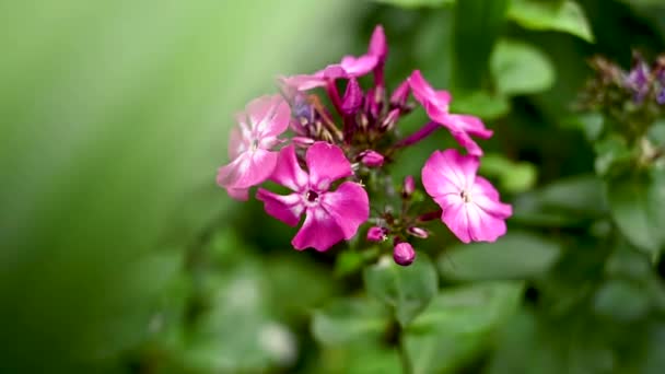Flores de flex rosadas creciendo en un macizo de flores. Polemoniaceae. Cámara estática de vídeo, movimiento en el viento. — Vídeo de stock