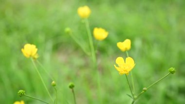 Tarlada sarı düğün çiçeği. Ranunculus. Statik kamera videoyu kapat.