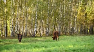 Bir inek ve bir buzağı yeşil bir çayırda otluyor. Görüntülü sabit kamera.