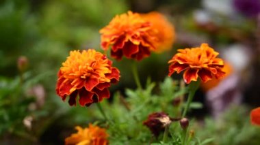 Marigold çiçekleri. Bahçede turuncu Tagetes patula. Statik kamera, rüzgâr hareketi.