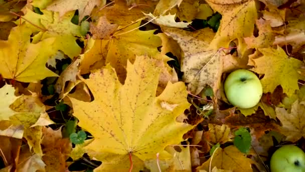 Grüne Äpfel auf bunten Ahornblättern auf dem Boden. Herbstzeit Konzept panorama Motion Camera Video. — Stockvideo