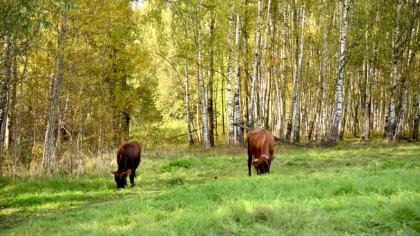 소와 송아지가 푸른 초원에서 풀을 뜯고 있습니다. 비디오 정적 카메라. — 비디오