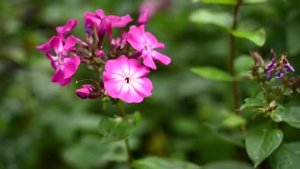 花壇にピンクの花を咲かせます。ポレモニア科。静止画カメラ風の動き. — ストック動画