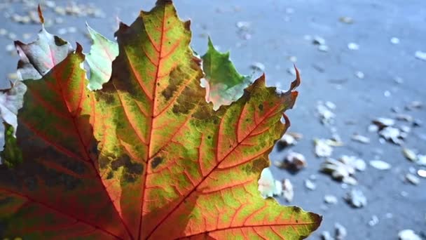 Bouquet of autumn multicolored maple leaves in the wind slow motion. Leaf fall background. Static video camera. — Stock Video