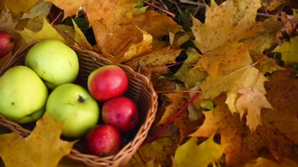 Manzanas en la cesta y despertador en hojas de arce de colores en el suelo. Otoño concepto de tiempo panorama movimiento cámara vídeo. — Vídeos de Stock