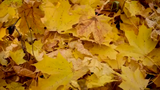 Tło żółty klon liście jesienią. Ruch kamery panoramicznej wideo. — Wideo stockowe