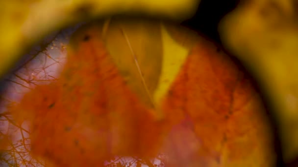 Abstrato cair fundo com o reflexo de galhos de árvores, folhas amarelas e céu no vidro, considera outono. Vídeo — Vídeo de Stock