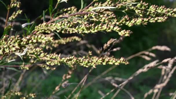 Wormwood bitter in autumn, ripe seeds of the plant. Static camera. — Stock Video