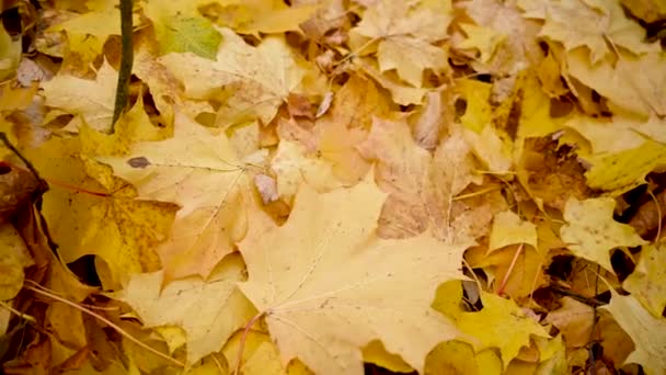 Tło żółty klon liście jesienią. Ruch kamery panoramicznej wideo. — Wideo stockowe