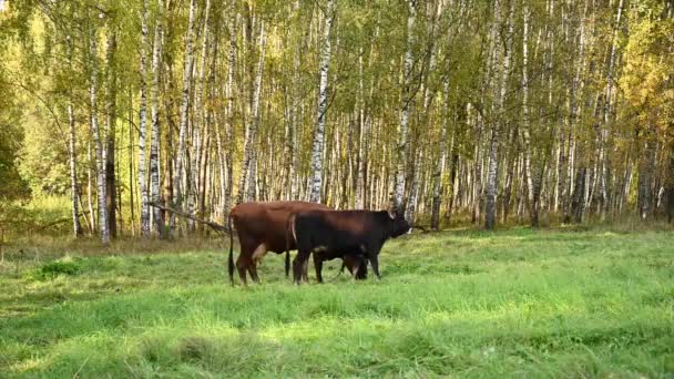 Μια αγελάδα και ένα μοσχάρι βόσκουν σε ένα πράσινο λιβάδι. Σταθερή κάμερα βίντεο. — Αρχείο Βίντεο