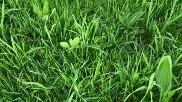 Latar belakang rumput hijau berair. Kamera panorama video. — Stok Video