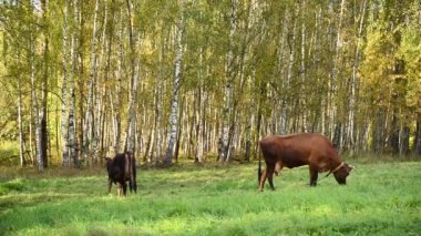 Bir inek ve bir buzağı yeşil bir çayırda otluyor. Görüntülü sabit kamera.
