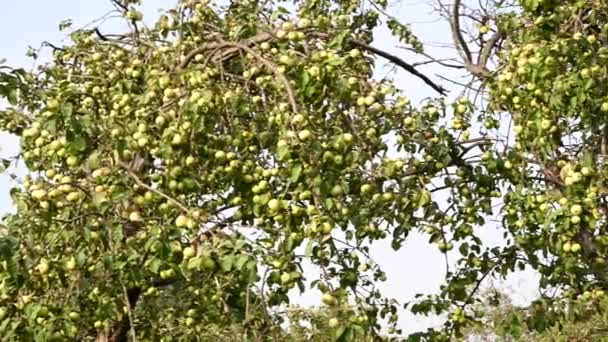 Uma macieira em um antigo jardim com maçãs verdes fundo céu azul. Ramos secos, muita fruta. Panorama vídeo — Vídeo de Stock