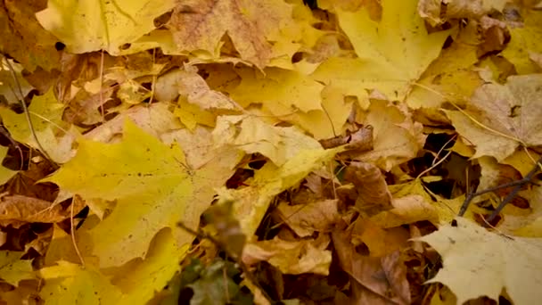 Foliage tapijt achtergrond gele esdoorn bladeren in de herfst. Video panorama camerabeweging. — Stockvideo