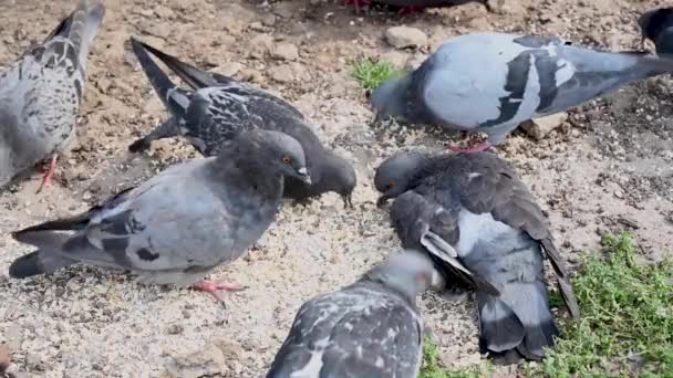 Blå duvor äter spannmål på stenig jord. Video. — Stockvideo