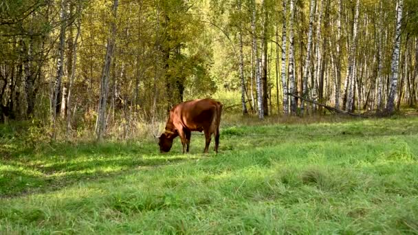 Une vache broute dans une prairie. Au début de l'automne. Caméra vidéo statique. — Video
