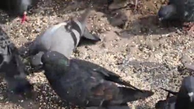 Mavi güvercinler taşlı topraklarda tahıl yer. Video.
