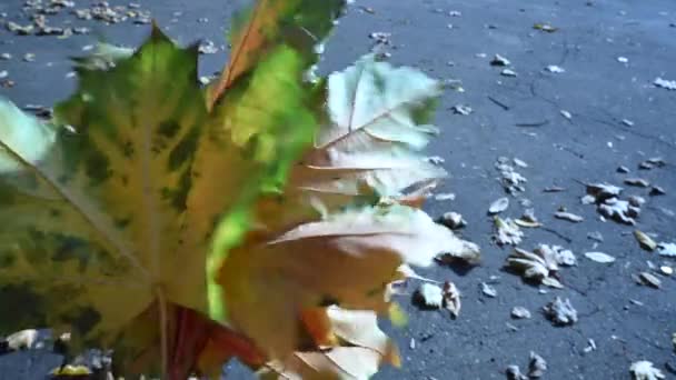 Букет з осіннього різнокольорового кленового листя у повільному русі вітру. Листя падає на фоні. Статична відеокамера . — стокове відео