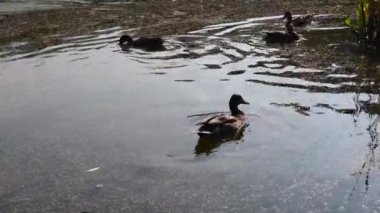 Vahşi ördekler göletin kıyısında yüzer ve yemek yerler. Ördek otuyla kaplı bataklık göleti.