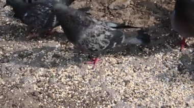 Mavi güvercinler taşlı topraklarda tahıl yer. Video.