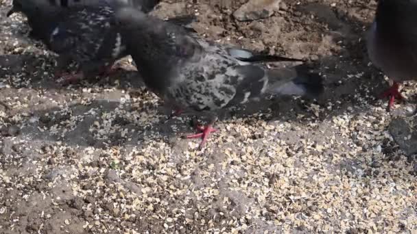Голубые голуби едят зерновые на каменистой почве. Видео. — стоковое видео