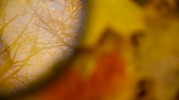 Latar belakang jatuh abstrak dengan refleksi cabang pohon, daun kuning dan langit di kaca, menganggap musim gugur. Video — Stok Video