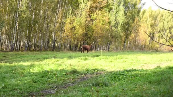 Eine Kuh grast auf einer Weide. Frühherbst. Statische Videokamera. — Stockvideo