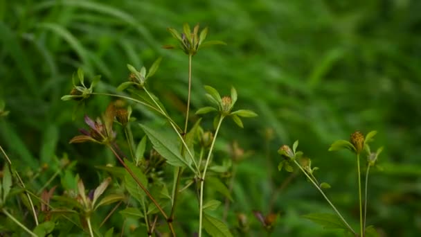 Bidens trepartita på grönt gräs bakgrund. Medicinsk växt. Statisk kamera video, vind rörelse. — Stockvideo