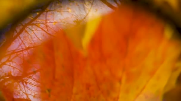 Résumé automne fond avec le reflet des branches d'arbre, feuilles jaunes et ciel dans le verre, considère l'automne. Vidéo — Video