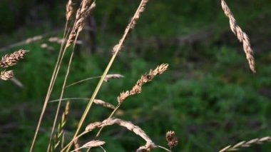 Kirpi prefabrik Dactylis glomerata çimleri rüzgâr videosunda sonbaharda kurur..
