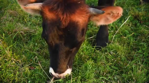 Un jeune taureau broute dans une prairie. Gros plan sur la tête. Au début de l'automne. Caméra vidéo statique. — Video